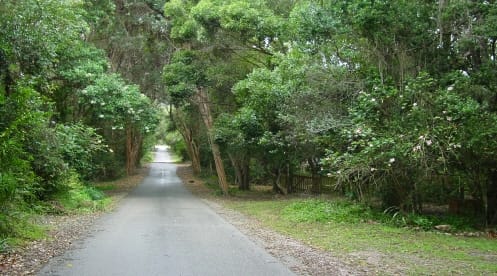 forest drive